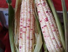 沛县苏北地区花白粒水果玉米已大量上市