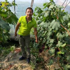 2018繁峙葡萄 公司基地种植，品质第一