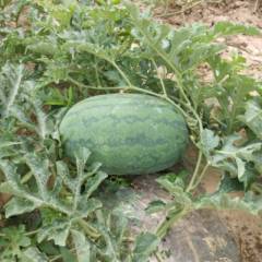 广宗北淤李书岭6月龙卷风西瓜