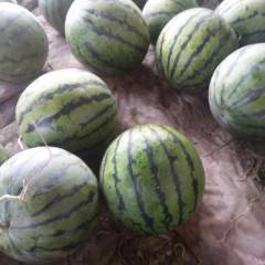 河北献县陌南镇陆地西瓜开始了