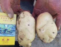 2018凌海上万亩土豆即将上市，产量高