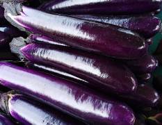 河南焦作精品紫长茄新鲜上市