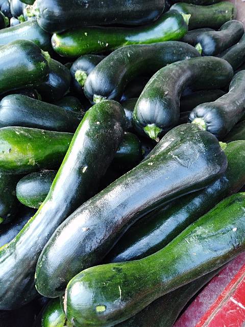 供应:河南焦作黑皮南瓜质优价廉,货源充足