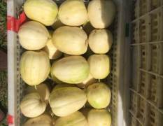 公主岭市香瓜大量上市了，品种有金妃，超早甜