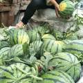 2018开封西瓜已经大量上市，纯沙土地种植的西瓜