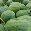 开封县范村张会6月龙卷风西瓜口感更甜 颜色好看