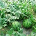 夏邑李集张科7月花皮无籽西瓜