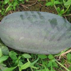 开封万亩西瓜基地欢迎您！品质优良！质优价廉