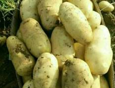 基地荷兰十五土豆大量上市