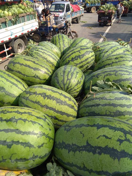 东明冠龙西瓜个头大口感纯正耐运输