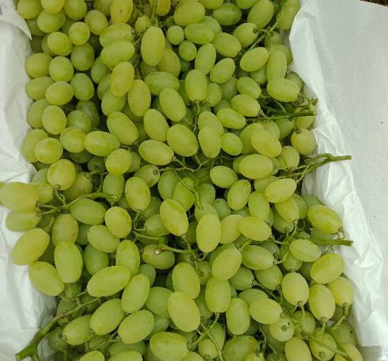 2018年河北饶阳维多利亚价格
