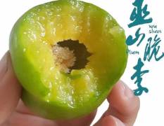 巫山脆李是巫山县仅次于柑橘的第二大主栽水果