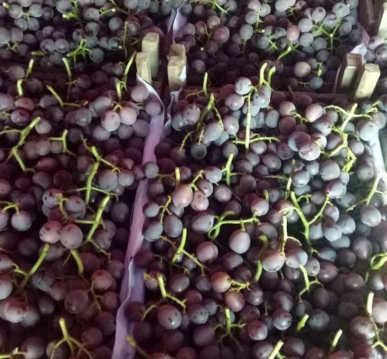 2019年山东东昌府腾稔价格