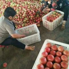 东昌府西红柿五月初到十二月初大量供应