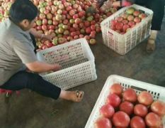 东昌府西红柿五月初到十二月初大量供应
