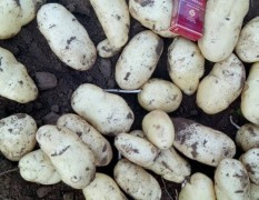 昌邑土豆大量供应土豆，高品质，价格低