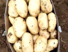胶州土豆 出售荷兰15.中薯5号 薯型正牙眼浅