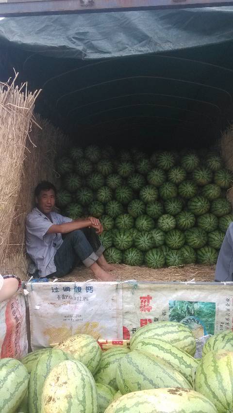 优质西瓜价格
