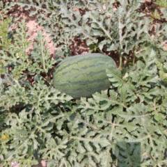 广宗西瓜今年西瓜个头仍不算很大