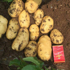 辽宁凌海万亩 【荷兰】和【西森】 土豆大量上市