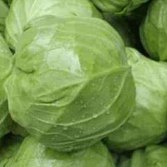 河北张家口沽源：甘蓝货好量大李明富代收代办