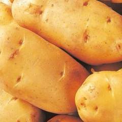 河北张家口沽源:土豆上市 诚信老李 代收代办