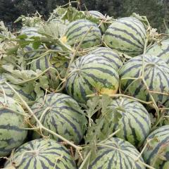 西瓜之乡山东东明--京欣8424庆红宝蜜龙冠龙黑金刚黑美人龙卷风