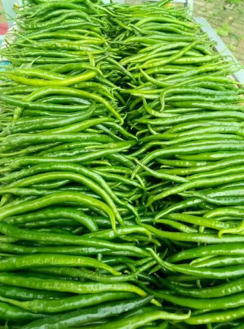 山西忻府万亩线椒急需上市 需求合作 能剁椒_辣椒价格行情_蔬菜商情网