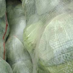 大家好我们靖边这里甘蓝上市了