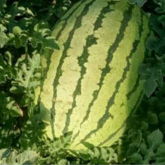 甘肃靖远县高湾乡素有西瓜之乡的美誉