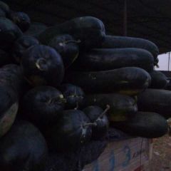 河北清苑自家有四亩地黑牛冬瓜，长的都非常好