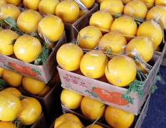 山东莘县甜瓜是山东最大的香瓜甜瓜市场