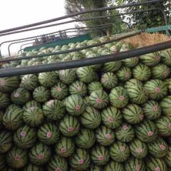 内蒙古翁牛特旗地区西瓜将在七月中旬大量上市