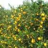 公安柑橘：柑橘果实每年九、十月间成熟