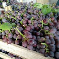 东昌府今年葡萄种植面积比去年多几倍