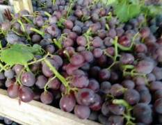 东昌府今年葡萄种植面积比去年多几倍