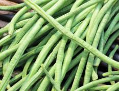 农家自产新鲜蔬菜长豆角 5000斤起发