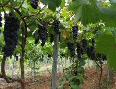 湖北宜城从6月底到10月都有葡萄成熟，早夏无核