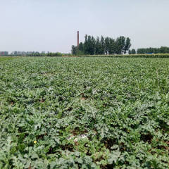 河北望都本人种西瓜20来亩，有京欣