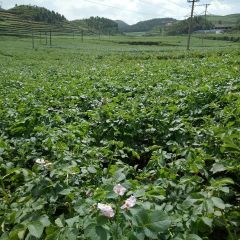 正宗☞威宁土豆☜批发代购★协助找车