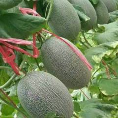 山东莘县各种香瓜甜瓜诚信经营