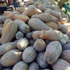 湖北嘉鱼金韩密本南瓜大量上市   质量一流