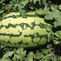 翁牛特旗西瓜不损害瓜农利益，不欺骗西瓜客商