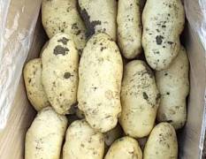 青岛平度土豆已经大量上市，直接从农户手里收