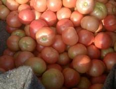 中牟本区西红柿大量上市了有需要的的老板抓紧