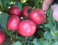 中农一号番茄种子 早熟粉果杂交一代种子