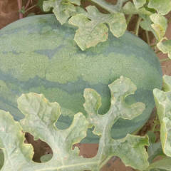 2018通许西瓜有龙卷风 京欣 美都等西瓜量大