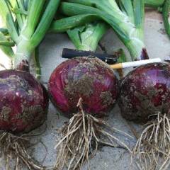 南票洋葱 本地盛产黄皮洋葱，紫皮洋葱
