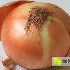 宁安本基地圆葱即将大量上市，耐运输耐储存