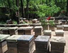 山东历城自家养殖的蜂蜜，蜂王浆，蜂胶